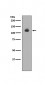 Anti-Neuropilin 1 NRP1 Rabbit Monoclonal Antibody
